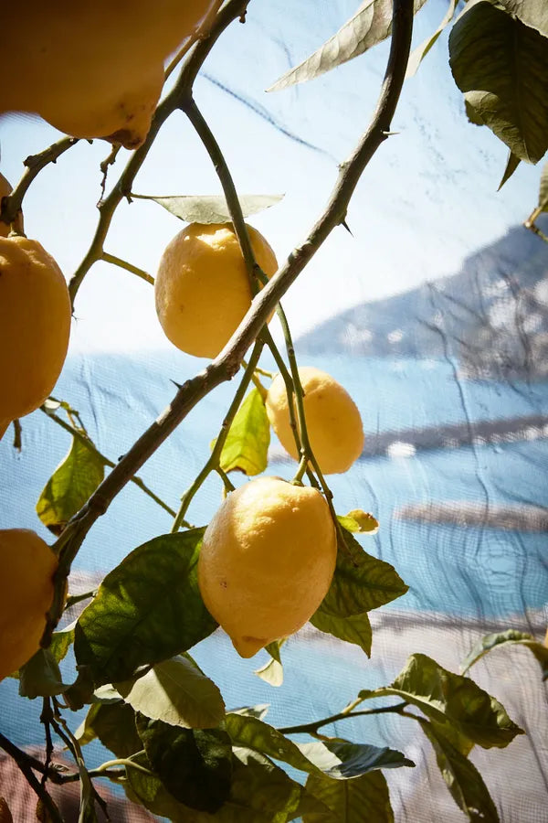 Fresh Amalfi Lemon Hand Sanitizer