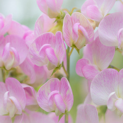 Sweet Pea Body Mist